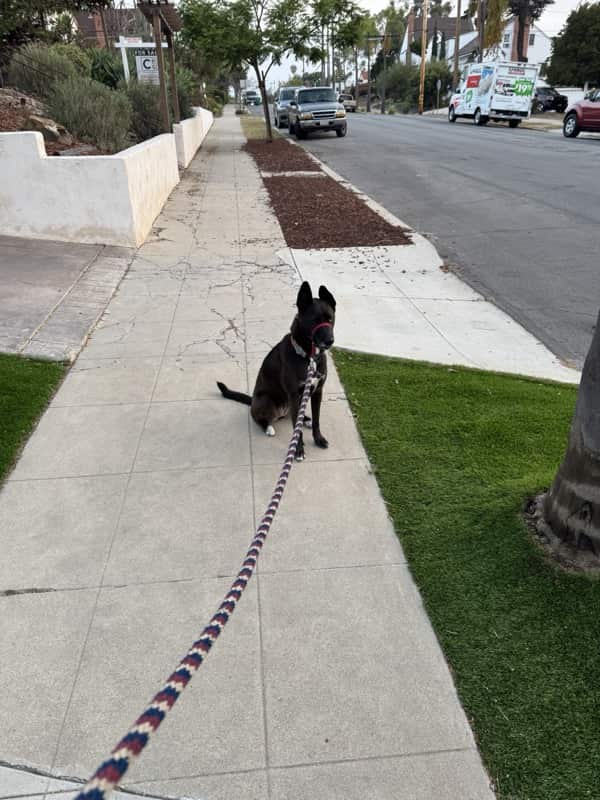 A picture of a black dog named Bowie sitting, taken on September 6 2025 at 6:38 am